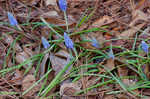 Common grape hyacinth